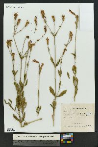 Silene laciniata image