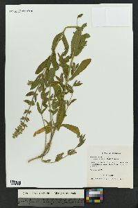 Stachys pilosa image