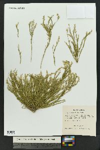 Polygala scoparioides image