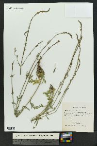 Verbena menthaefolia image