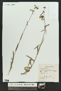 Penstemon gracilis image