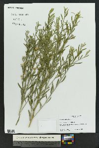 Baccharis neglecta image