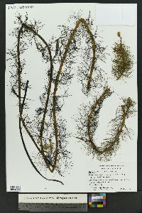 Myriophyllum verticillatum image