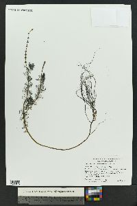 Myriophyllum sibiricum image