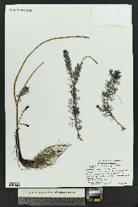 Myriophyllum sibiricum image