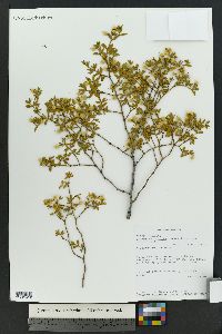 Larrea tridentata image