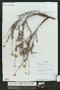 Eriogonum fasciculatum image