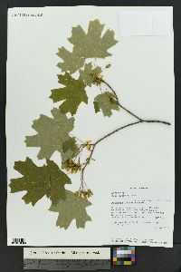 Acer glabrum image