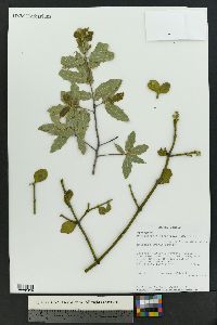 Phoradendron leucarpum subsp. tomentosum image