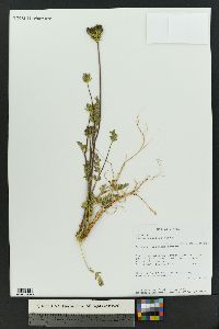 Daucus pusillus image