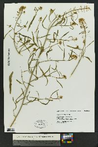 Thelypodium wrightii image
