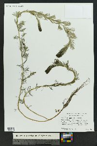 Myriophyllum sibiricum image