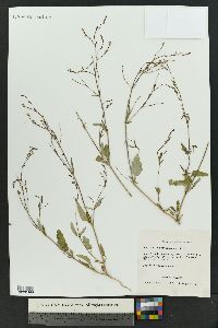 Boerhavia purpurascens image