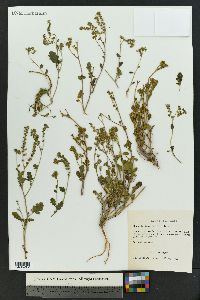 Phacelia integrifolia image