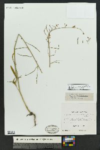 Pennellia longifolia image