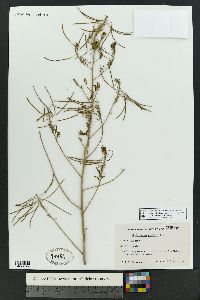 Thelypodium wrightii image