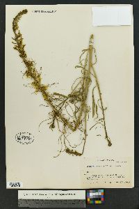 Stanleya pinnata image