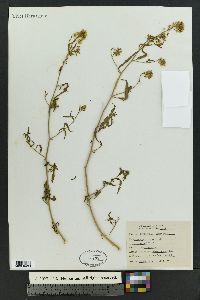 Thelypodium wrightii image