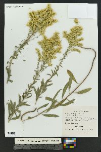 Solidago missouriensis var. fasciculata image