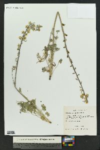 Delphinium nuttallianum image