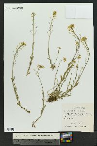 Draba rectifructa image