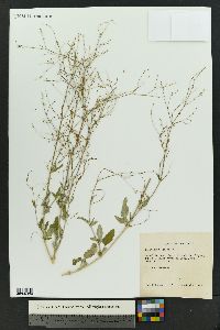 Boerhavia erecta image