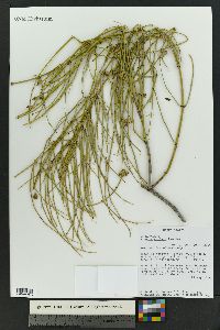 Ephedra cutleri image