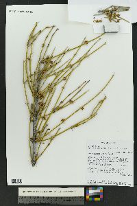 Ephedra trifurca image