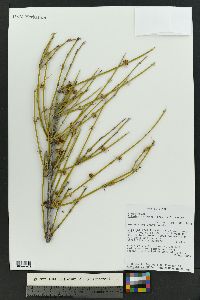 Ephedra trifurca image