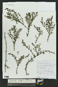 Galium porrigens image