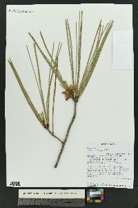 Pinus jeffreyi image