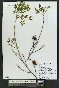 Glycyrrhiza lepidota image