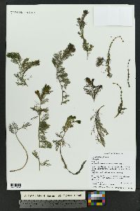 Myriophyllum spicatum image