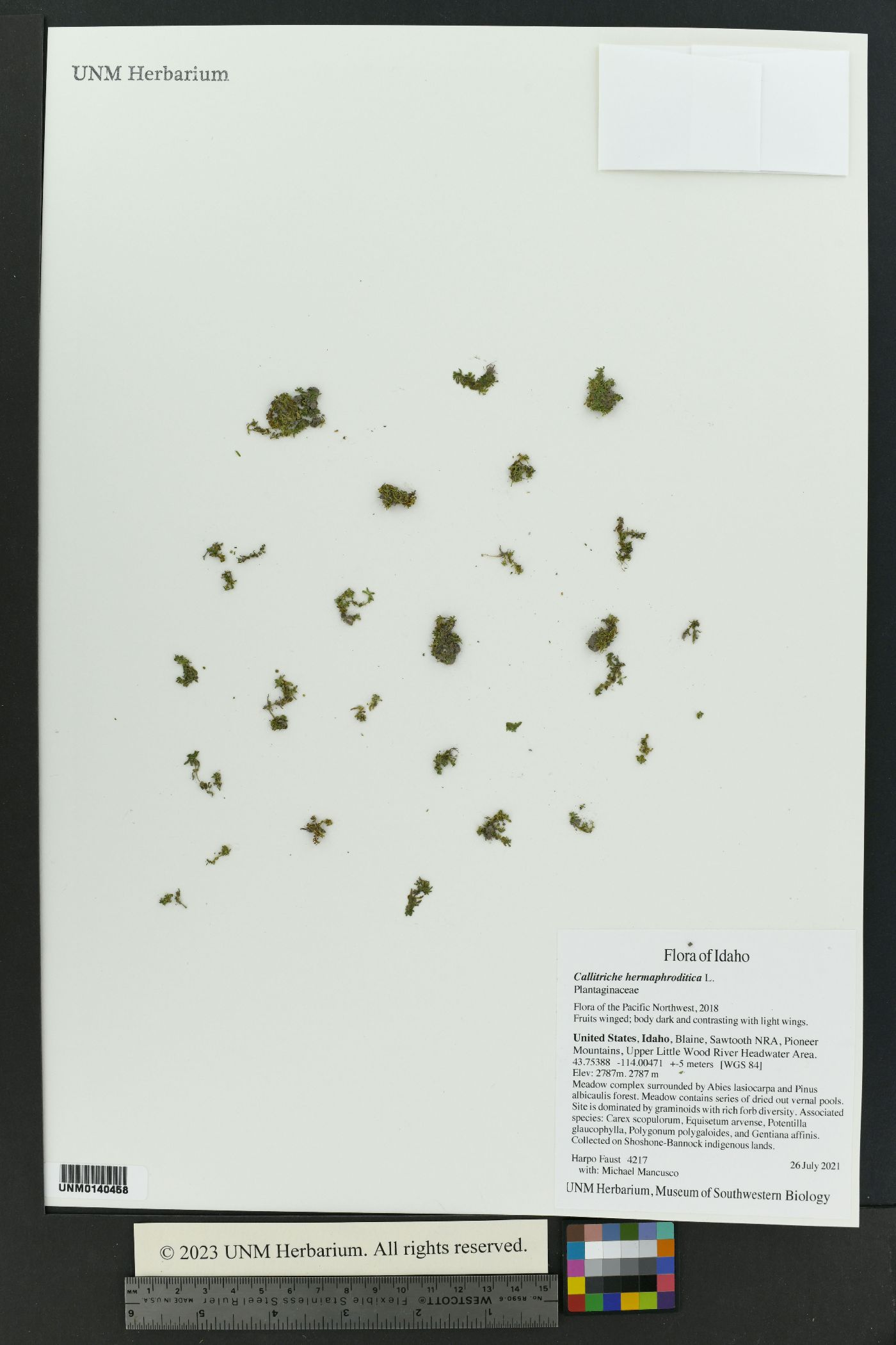 Callitriche stenoptera image