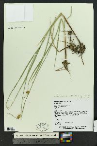 Bolboschoenus maritimus subsp. paludosus image