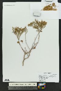 Eriogonum corymbosum var. velutinum image