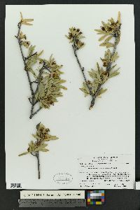 Peraphyllum ramosissimum image