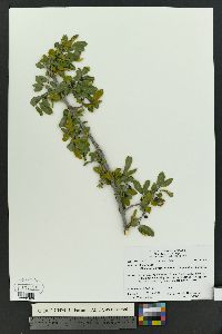 Rhamnus serrata image