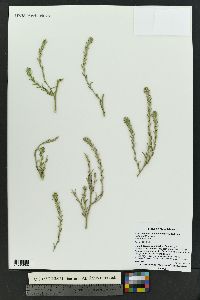 Corispermum americanum var. rydbergii image