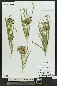 Asclepias asperula image