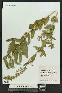 Brickellia amplexicaulis image