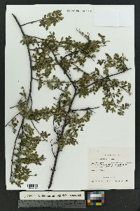 Rhus microphylla image