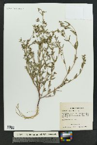 Chamaesyce hyssopifolia image