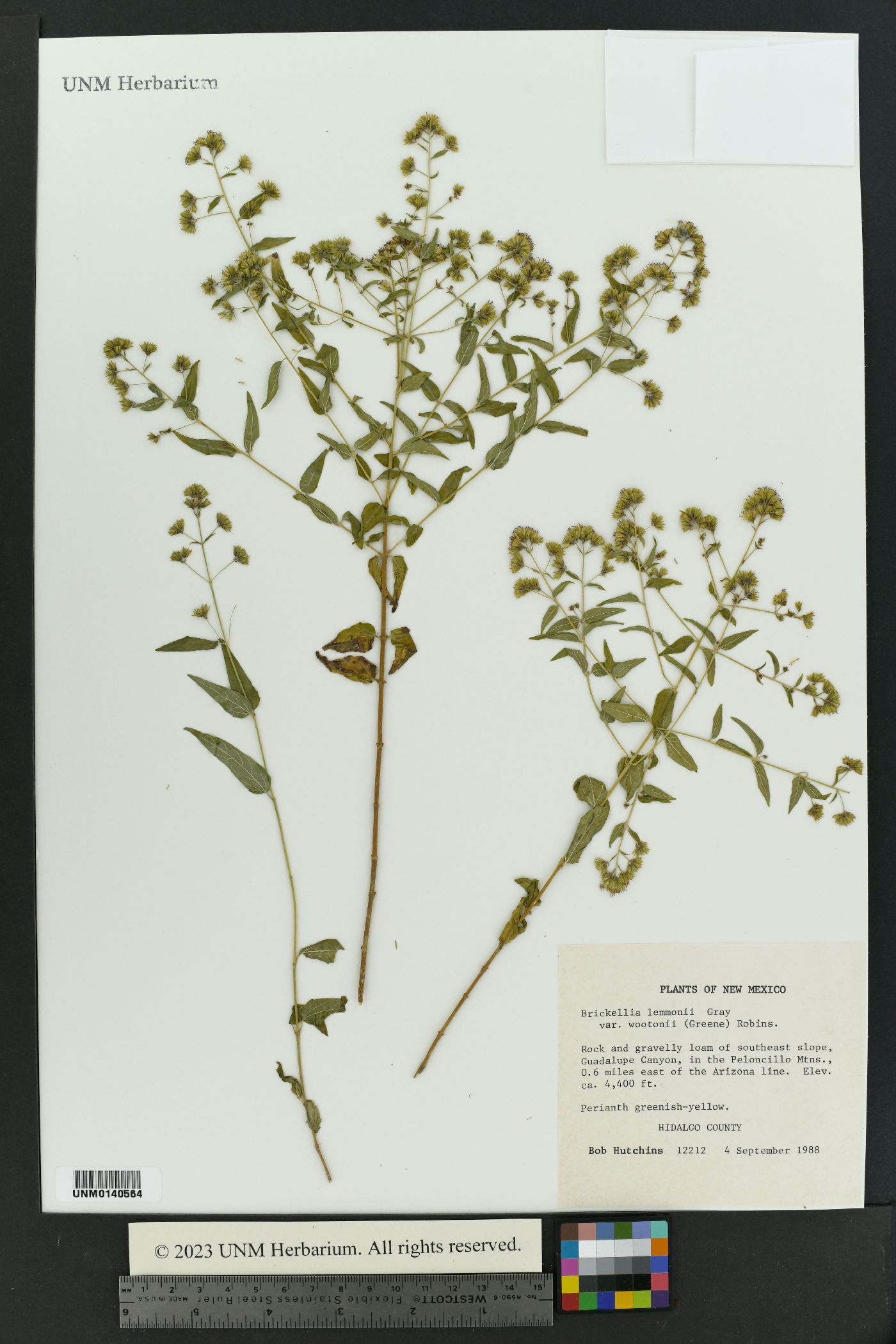 Brickellia lemmonii var. wootonii image