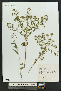 Brickellia lemmonii image