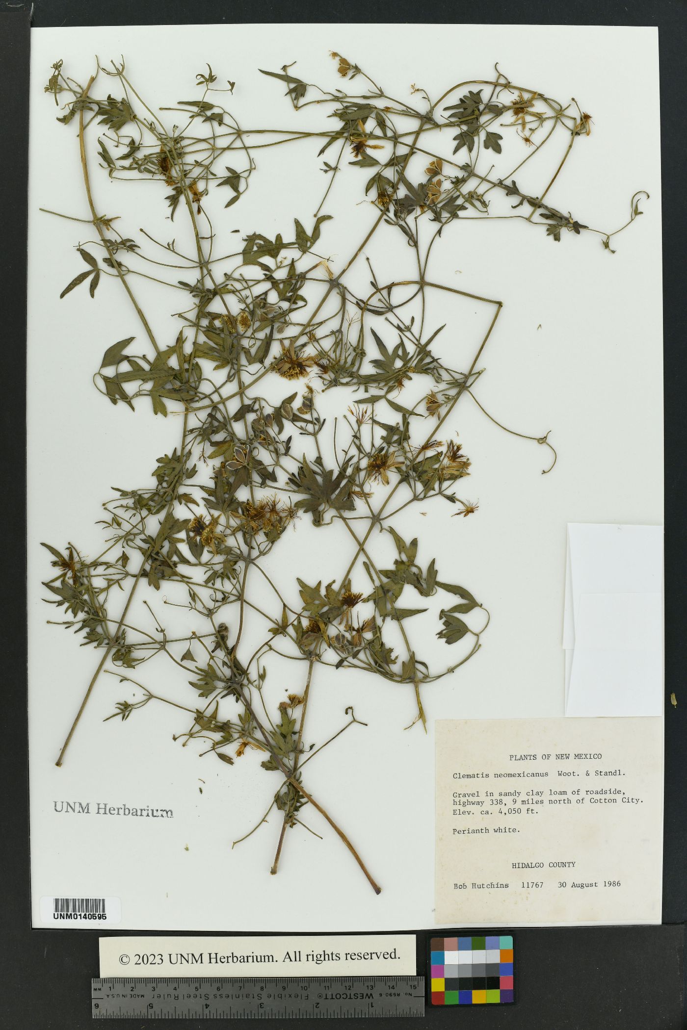 Clematis ligusticifolia var. ligusticifolia image