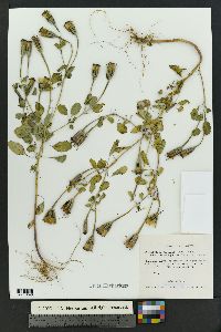 Porophyllum ruderale var. macrocephalum image