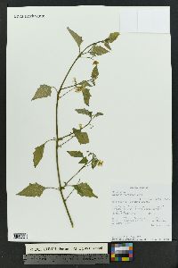 Solanum furcatum image