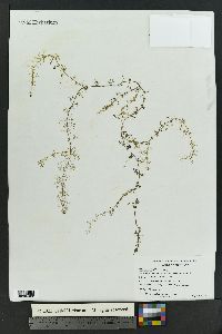 Utricularia minor image