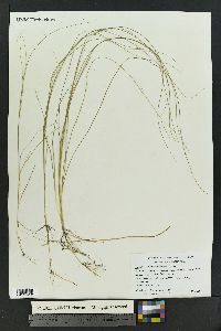 Schoenoplectus subterminalis image